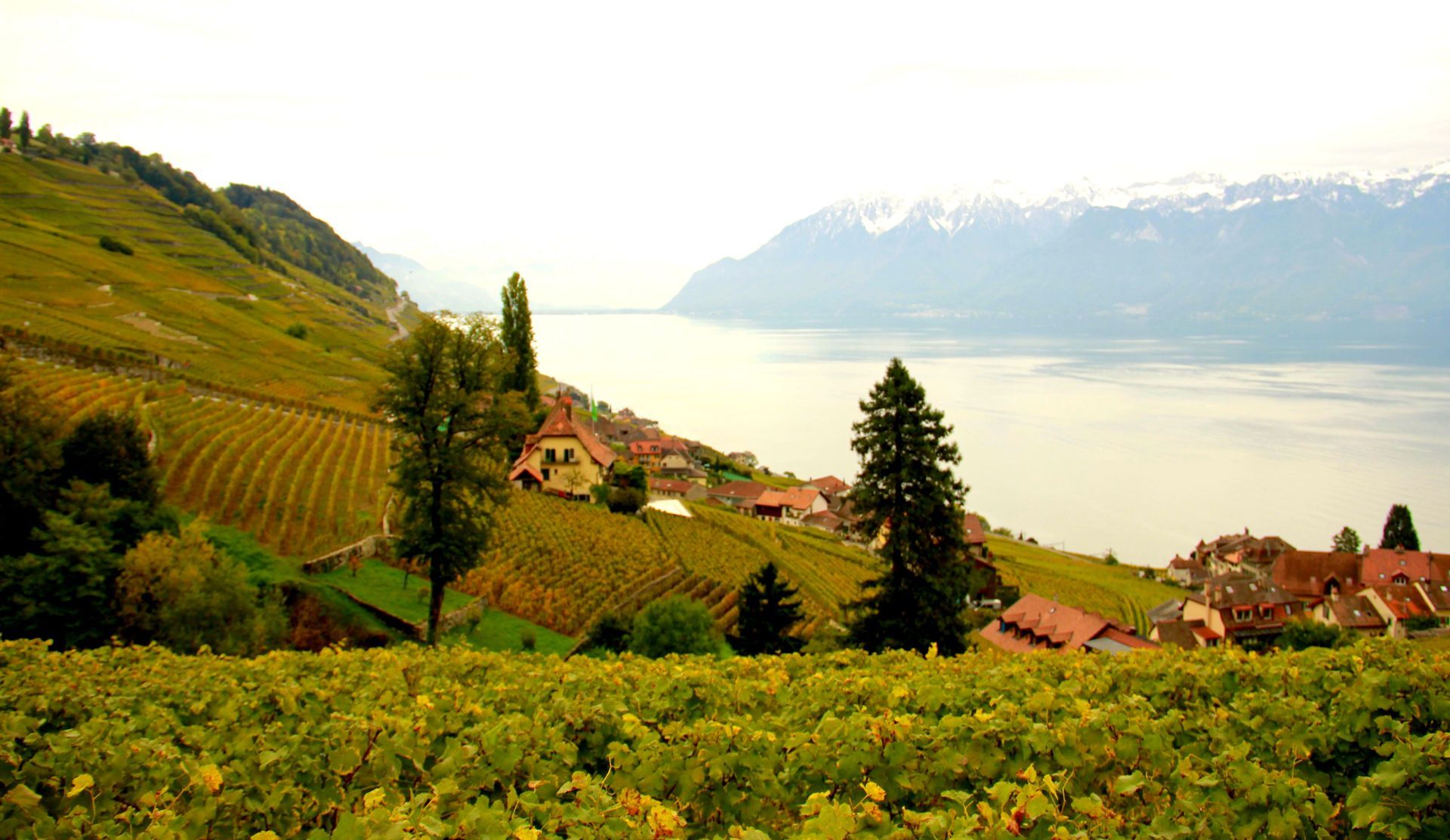 Un vignoble avec un lac en arrière-plan et des montagnes en arrière-plan