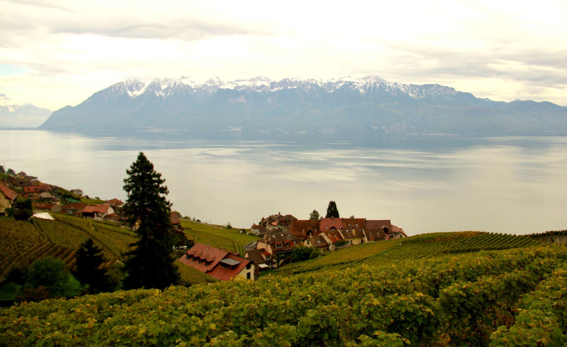 Une vue d'un lac avec des montagnes en arrière-plan et un vignoble au premier plan.