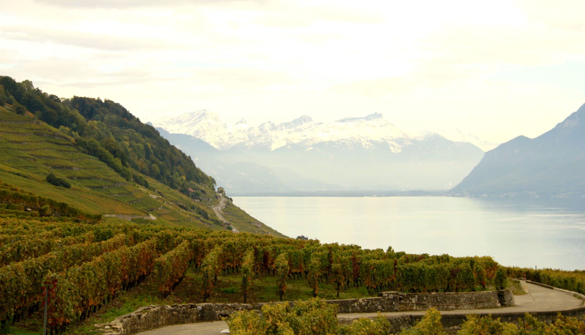 Une vue d'un vignoble avec des montagnes en arrière-plan et un lac au premier plan.