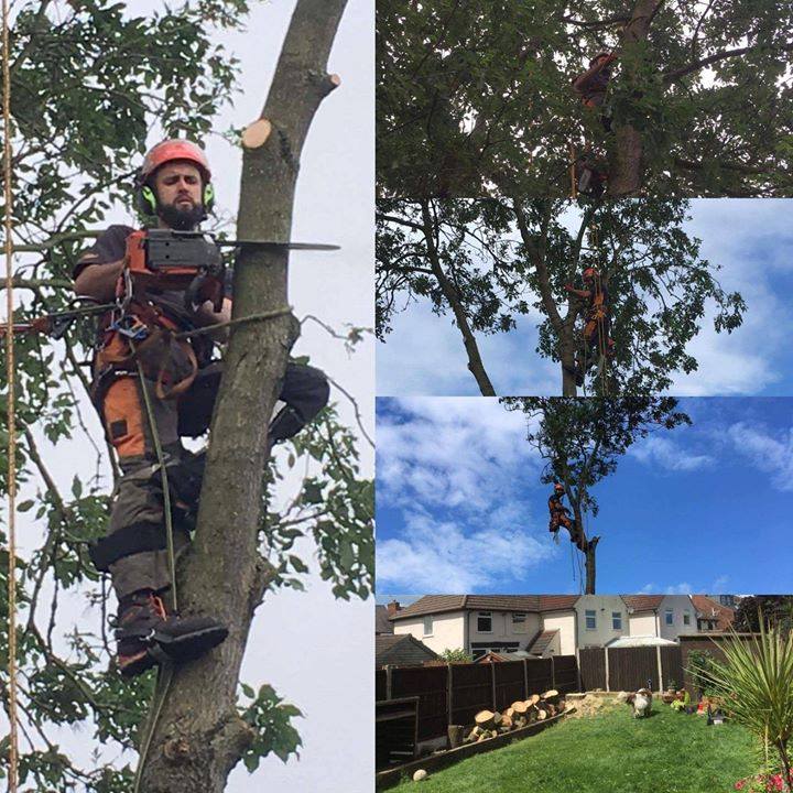 Tree surgeon