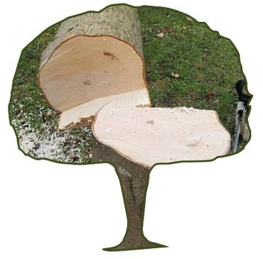 tree felling