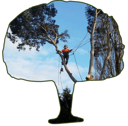 tree cutting services