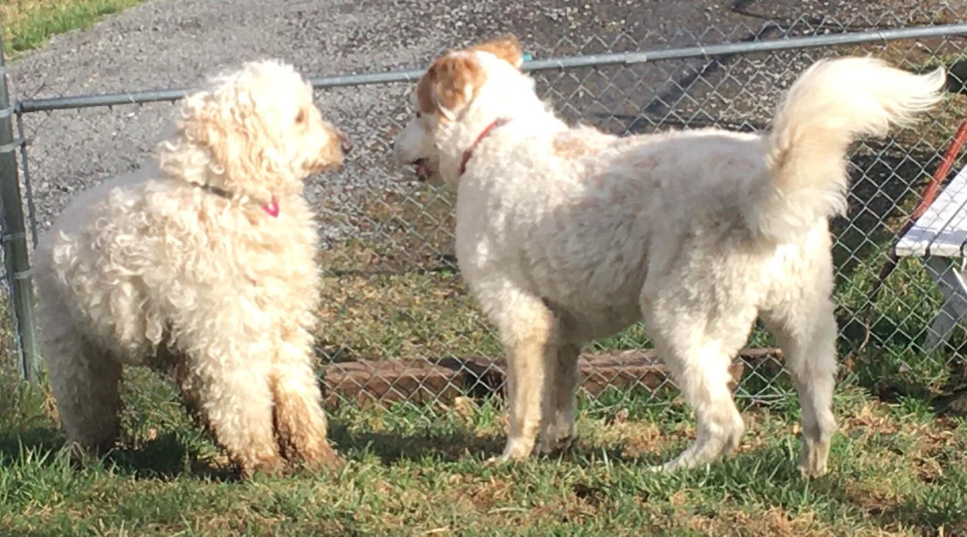 Two shaggy, light-colored dogs facing each other on a grassy lawn next to a chain-link fence.