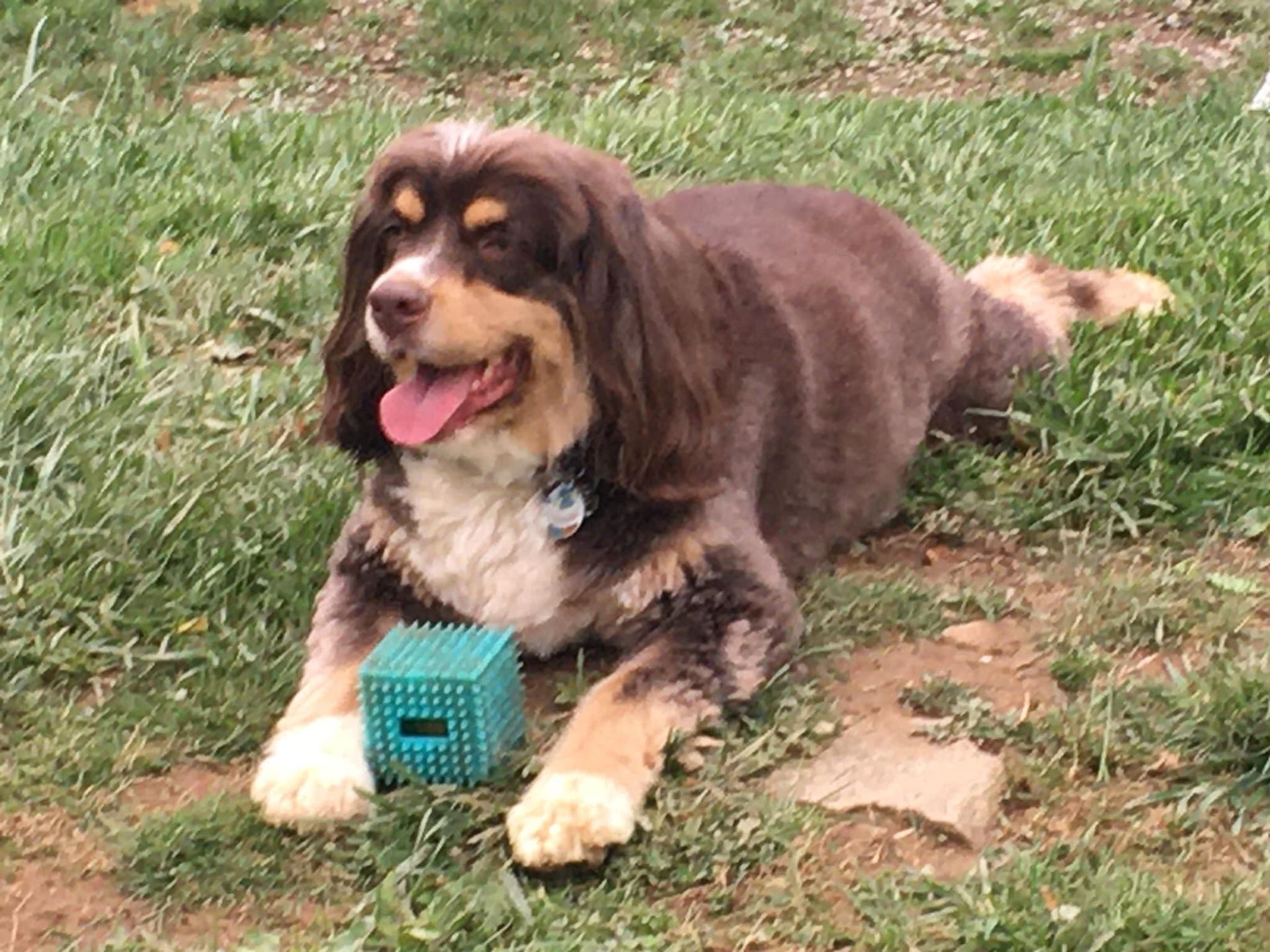 A brown and white dog with long ears sits on a grassy lawn with a blue cube-shaped chew toy between its paws.