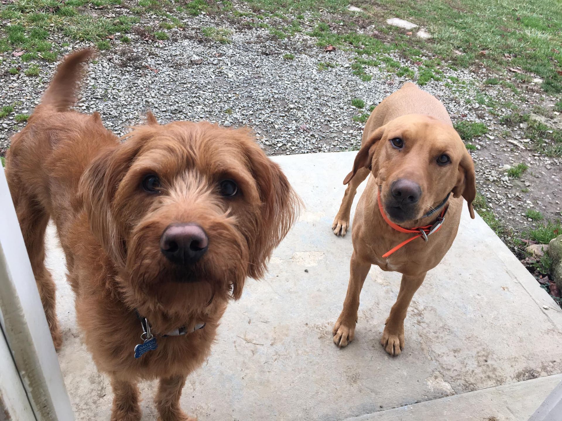 Two medium-sized brown dogs standing on a concrete porch, looking directly at the camera.