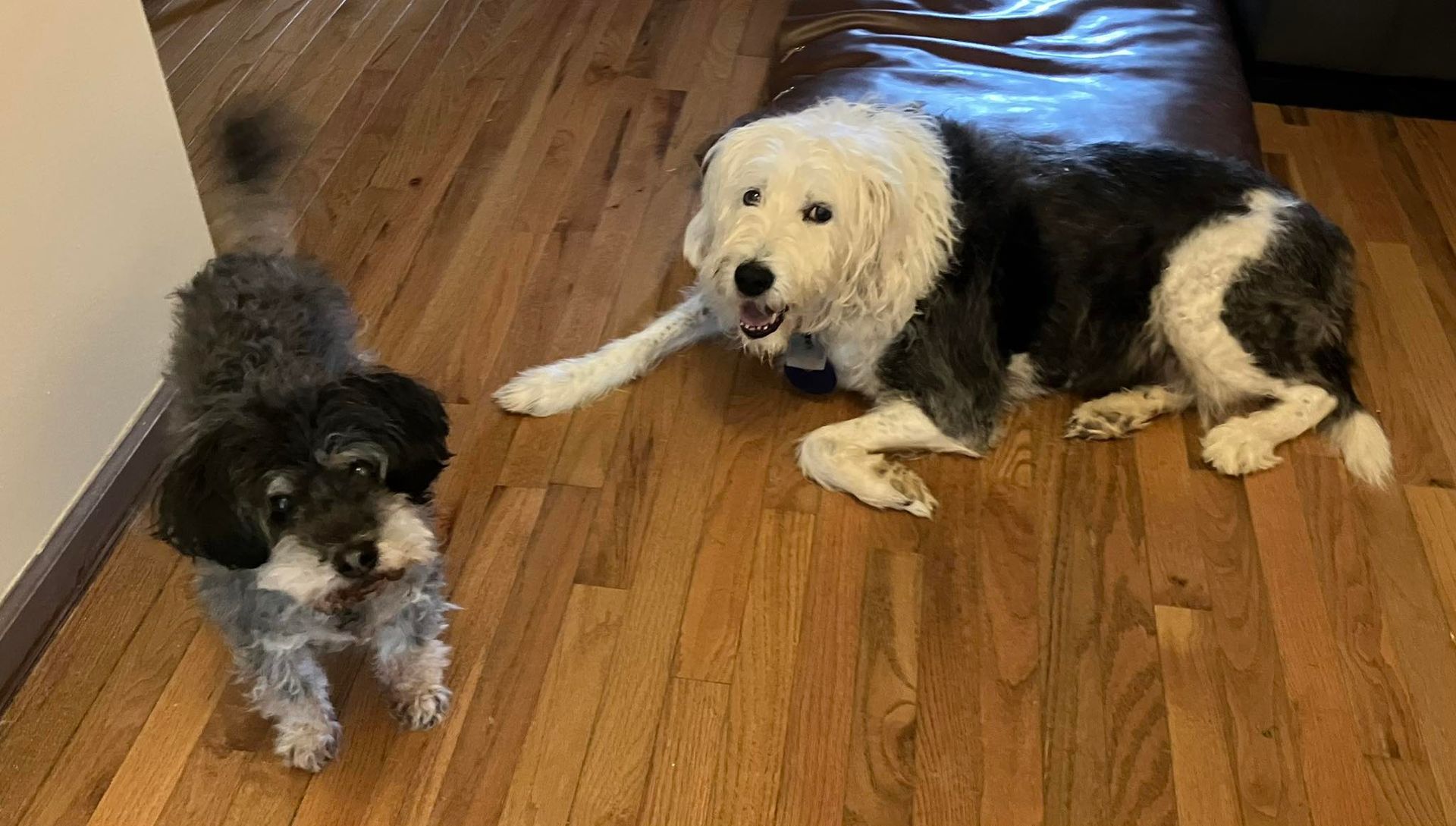 A small, dark, scruffy dog stands while a large, white and black shaggy dog lies on a wooden floor.