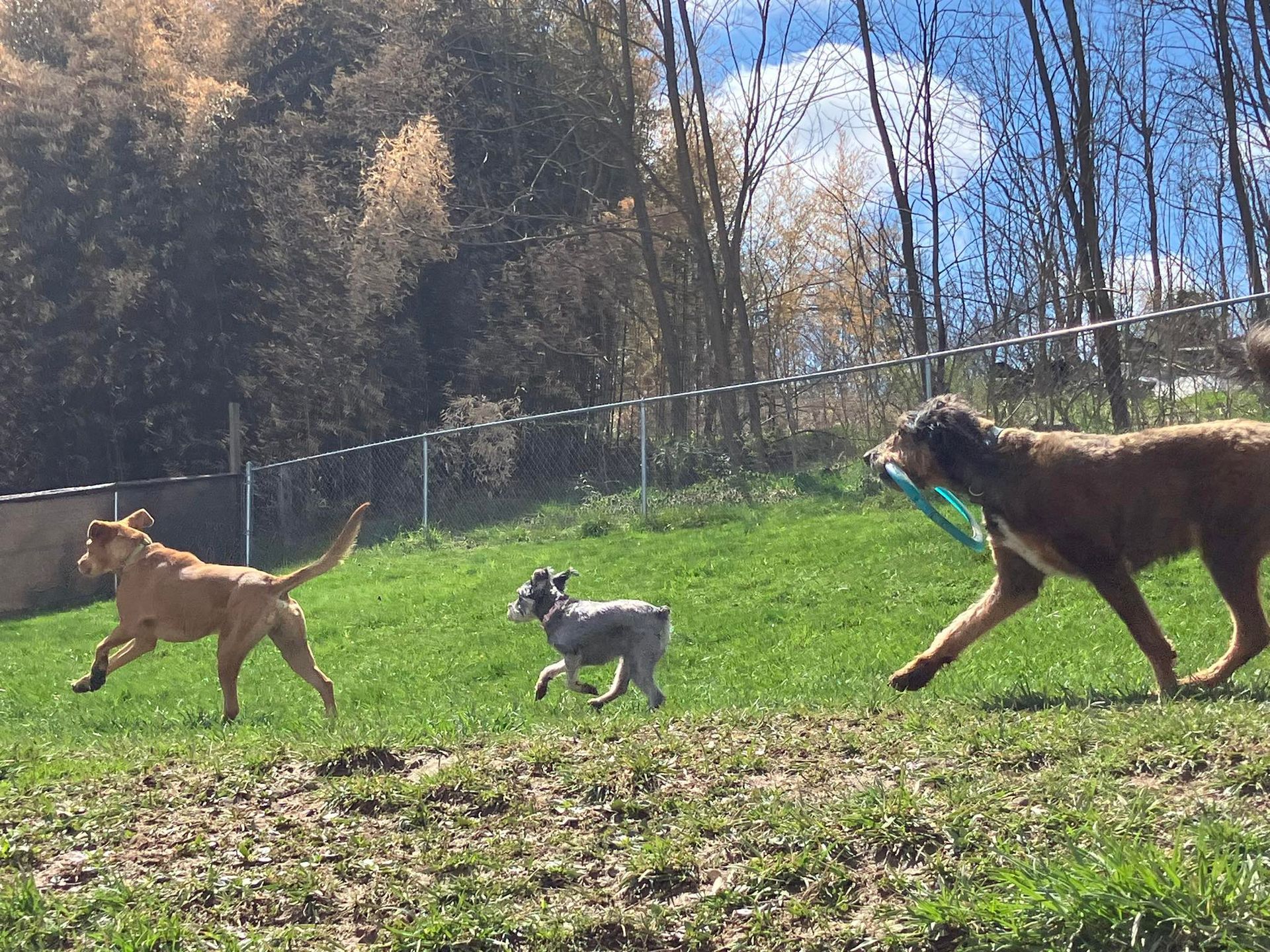 Three dogs run across a sunny, fenced-in grassy field, with the largest one carrying a green frisbee in its mouth.