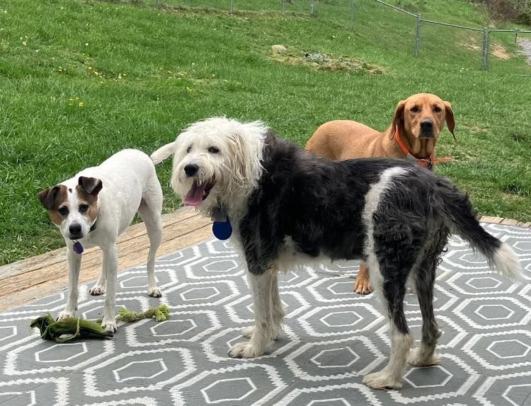 Three dogs stand on a gray and white geometric outdoor rug in a grassy yard, with one dog holding a green rope toy.