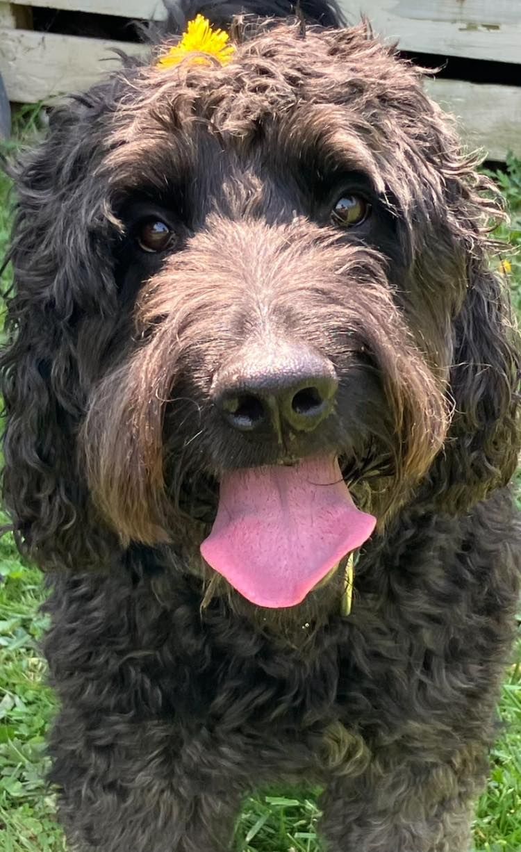 A happy black curly-haired dog with a yellow flower on its head, panting with its tongue out in a grassy setting.