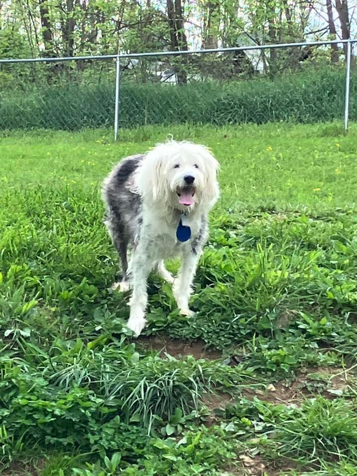 A fluffy, white and gray Old English Sheepdog stands in a grassy field, mouth open in a happy expression.