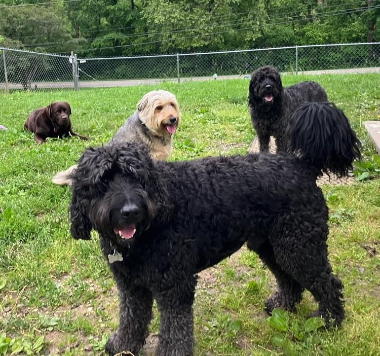Four dogs of various breeds and colors stand in a grassy fenced-in park, with one black dog in the foreground.