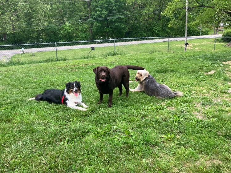 Three dogs, including a black-and-white herding dog, a brown Labrador, and a shaggy gray dog, sit on a grassy lawn.