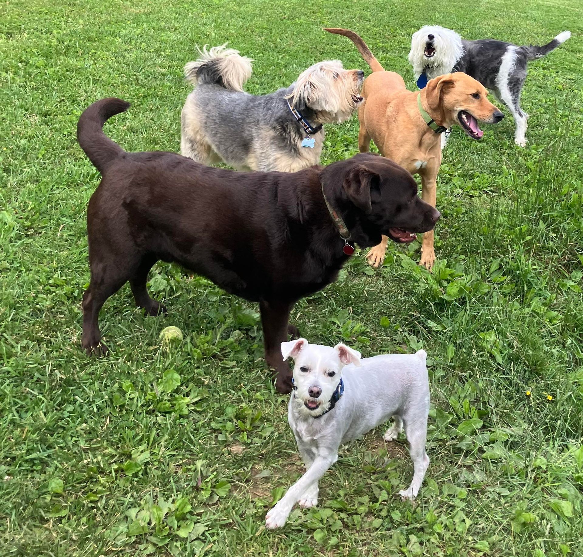 Five dogs of various breeds and colors stand together in a grassy field.