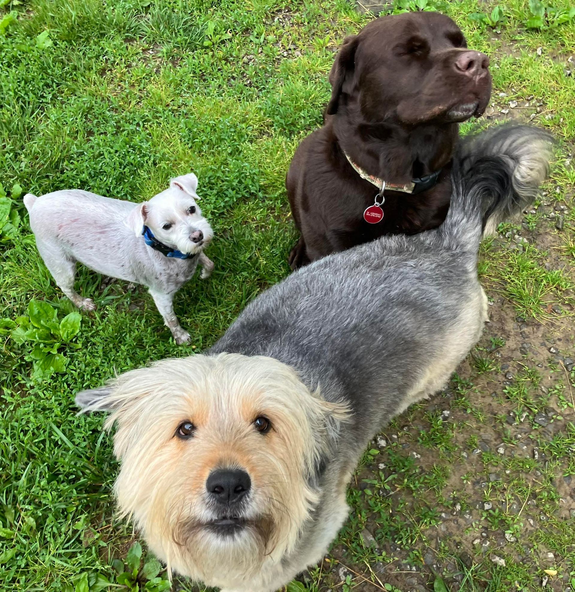 Three dogs stand on a grassy lawn: a small white dog, a chocolate-colored dog, and a scruffy, tan-and-grey mixed breed.