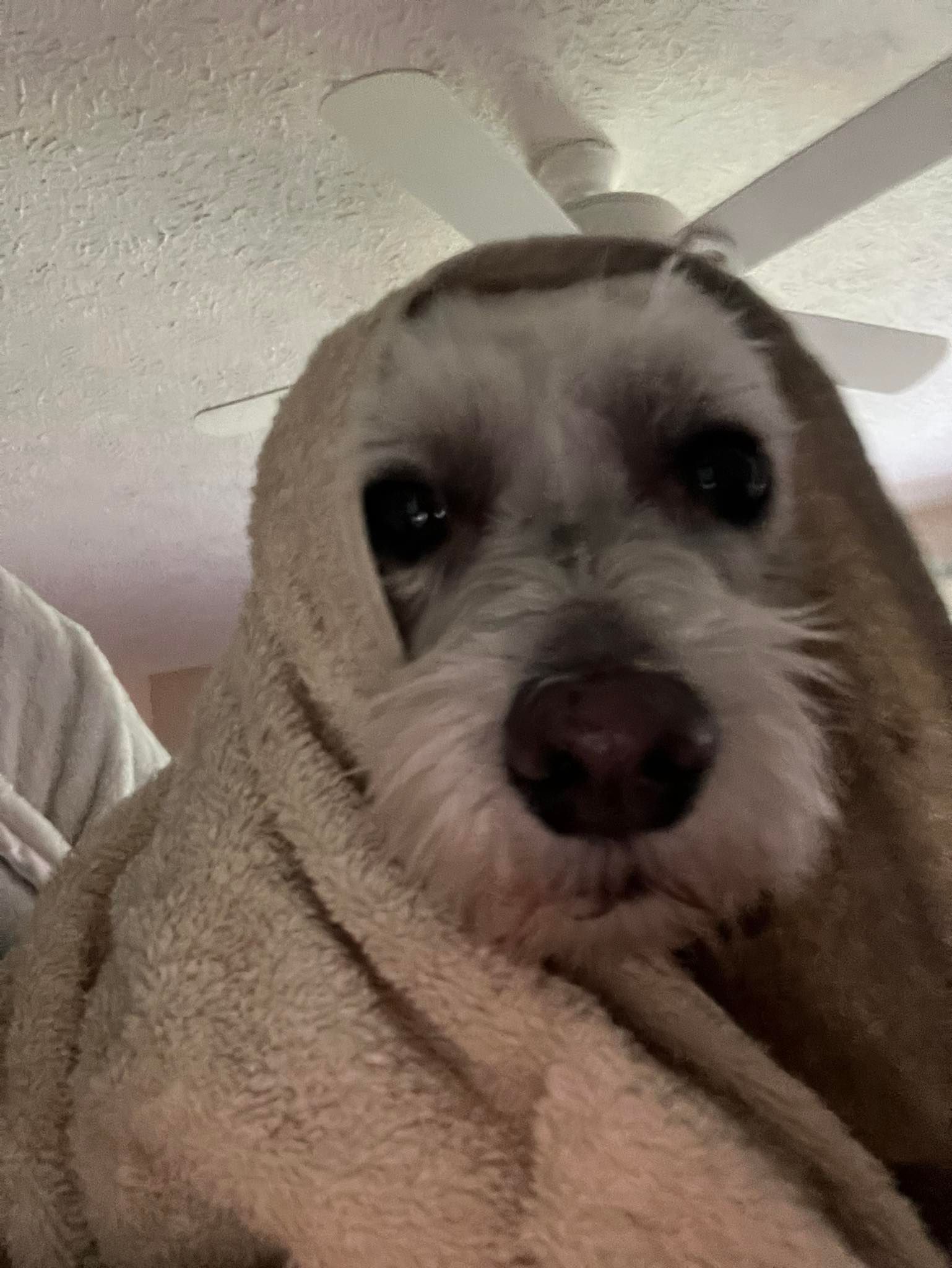 A small, white, scruffy-faced dog wrapped in a cozy, light-brown towel, looking directly at the camera.