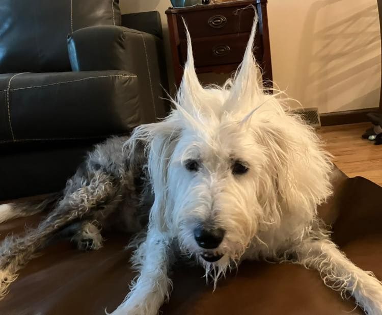 A shaggy white and grey dog sitting indoors with its long fur styled into two tall, pointed tufts on its head.