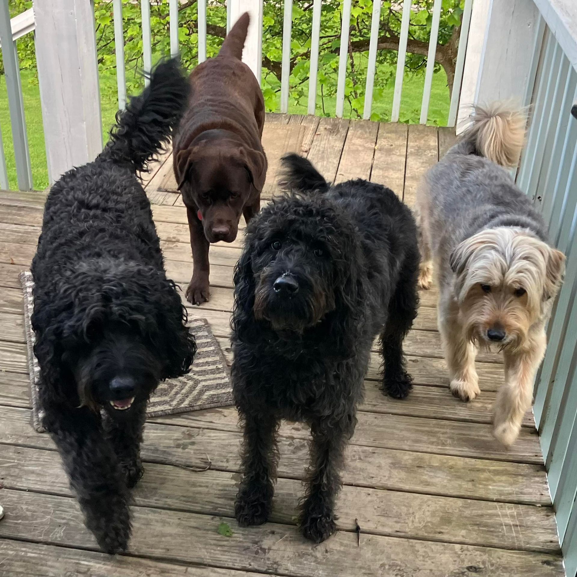 Four dogs of various breeds and colors stand together on a wooden deck.