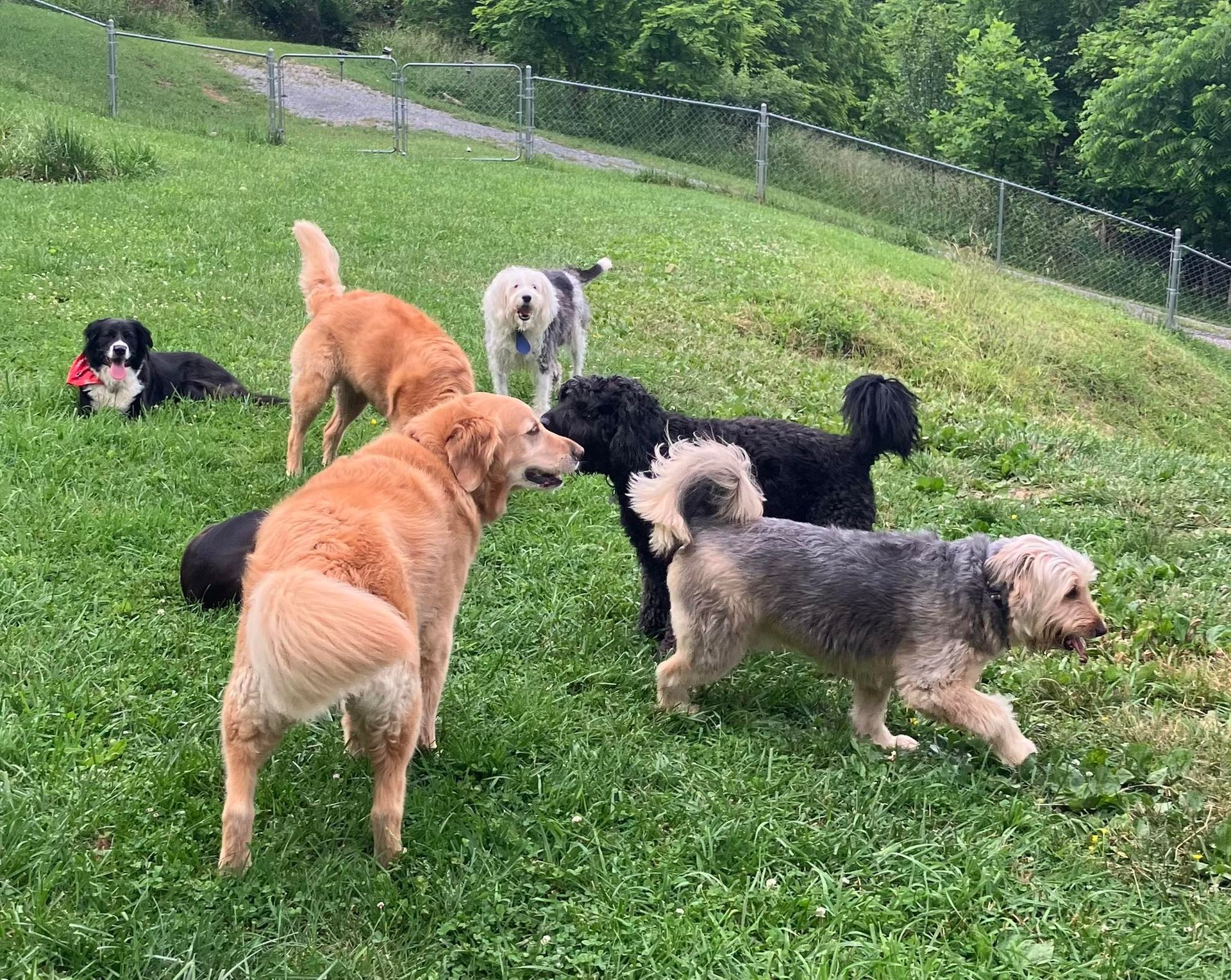 A group of six dogs of various breeds and sizes playing in a grassy park enclosure.