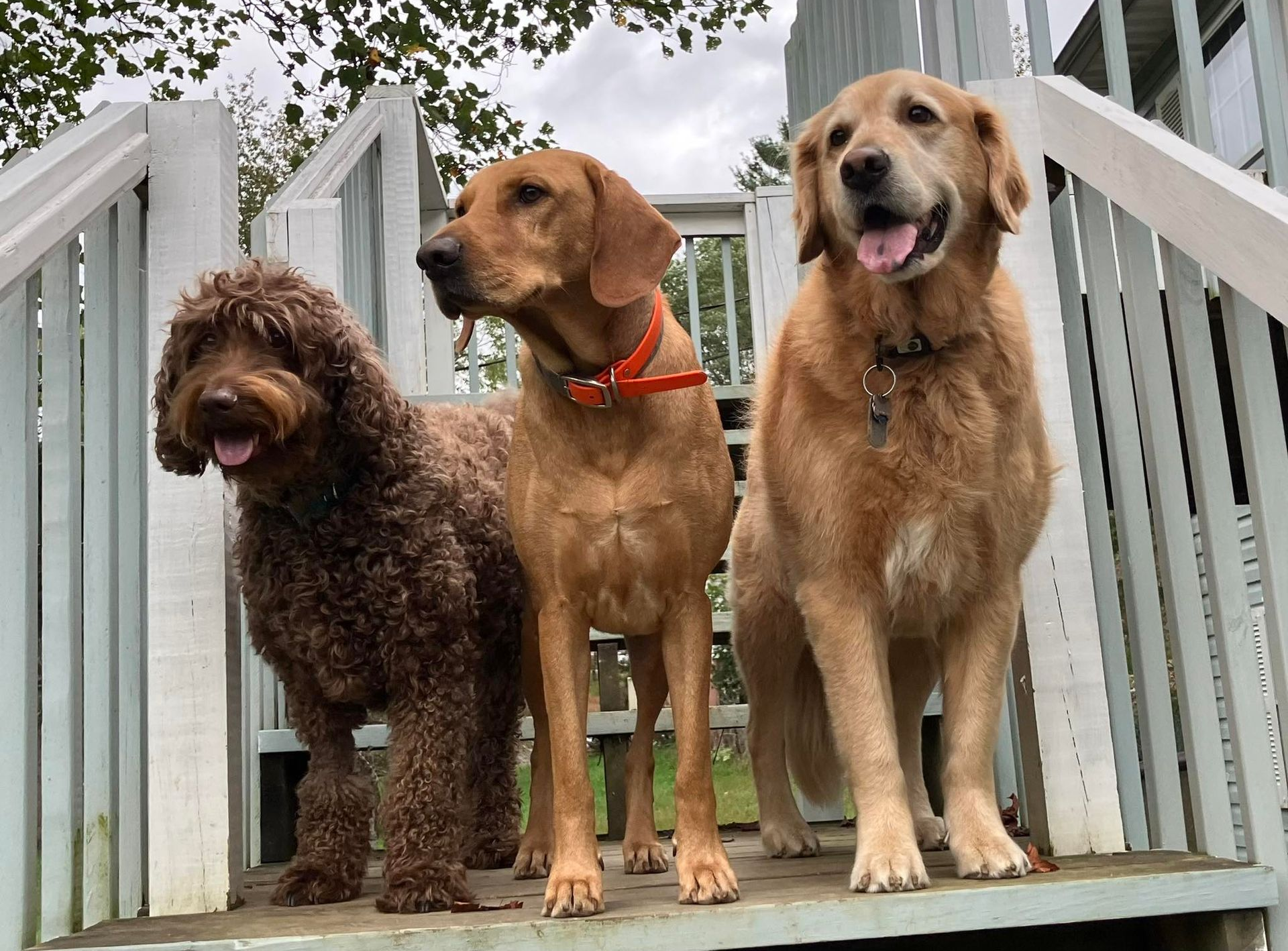 Three dogs of different breeds and colors stand together on a wooden deck staircase, looking forward.