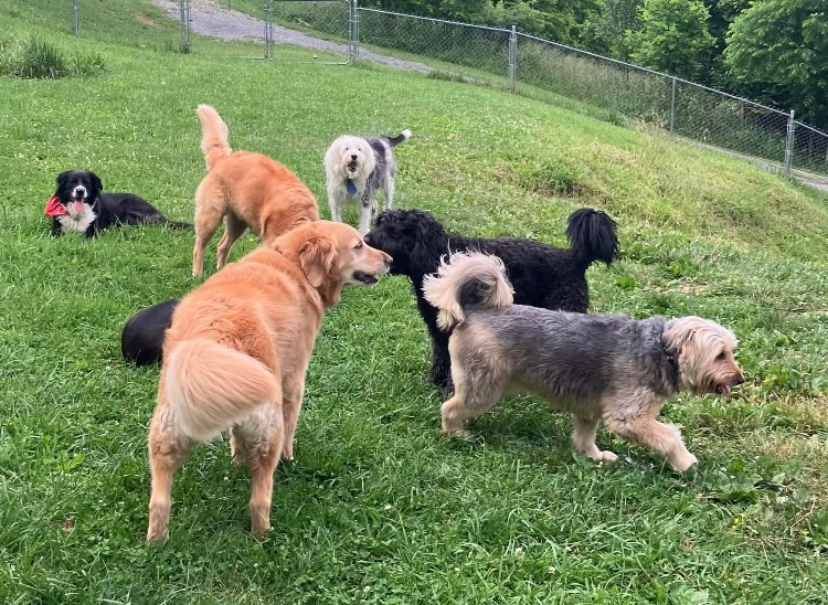Six dogs of various breeds and colors playing together on a grassy hillside at a dog park.