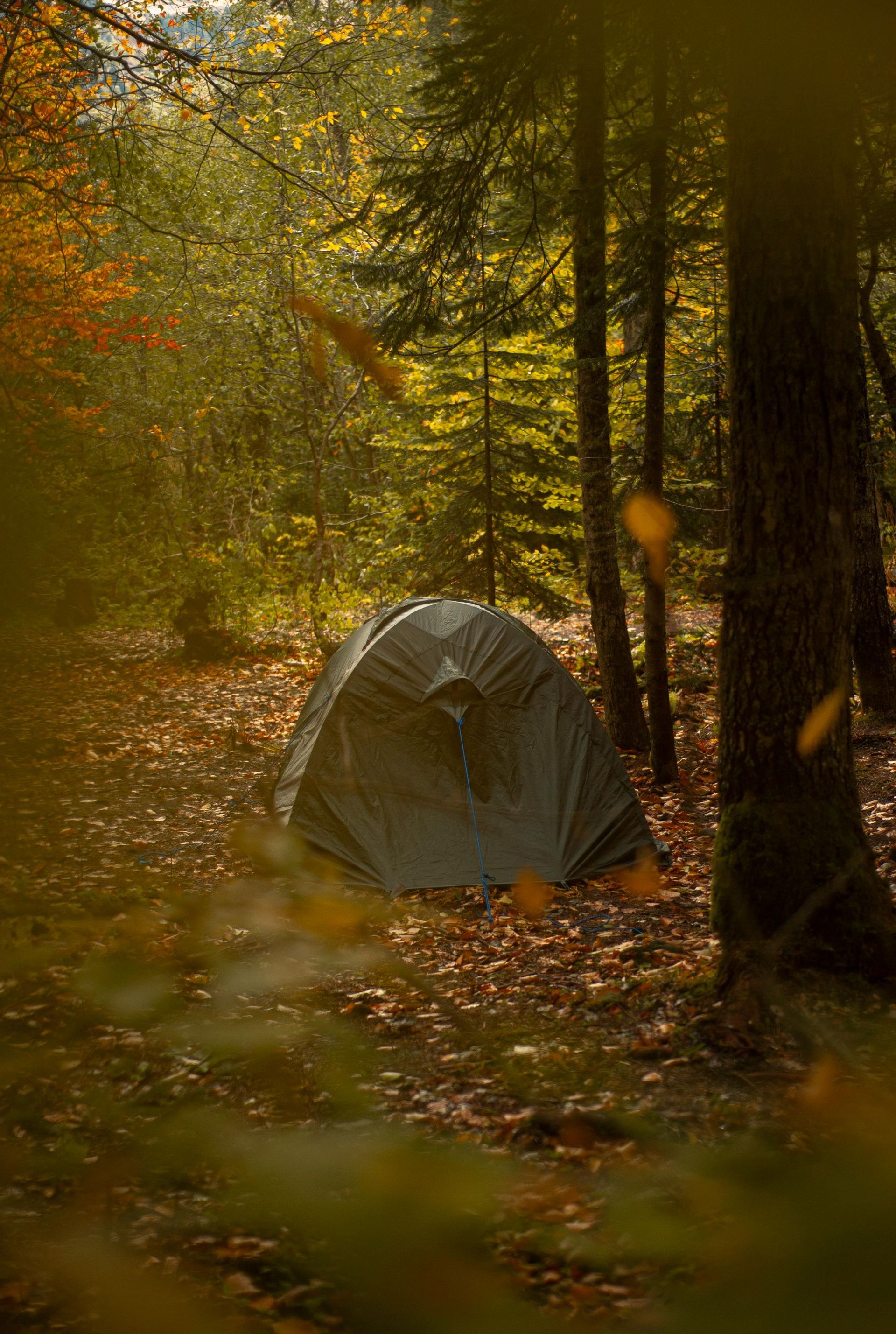 A dark gray tent sits on a forest floor covered with autumn leaves, surrounded by sunlit trees.