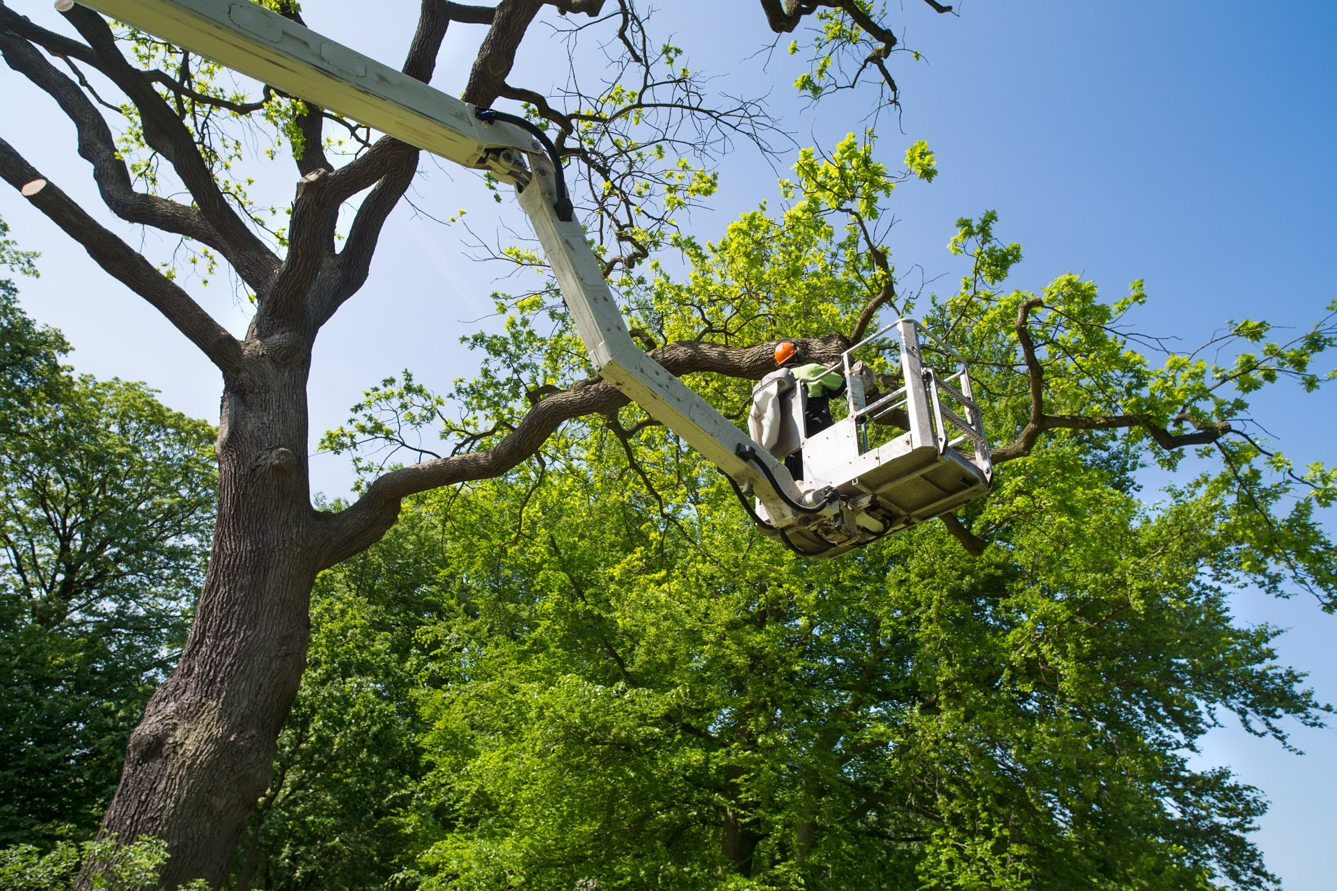 Tree Trimming Clear Lake Texas