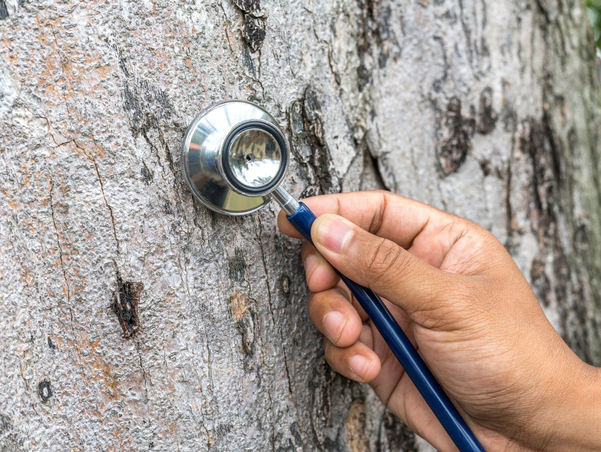 Friendswood Tree Health Care & Tree Services