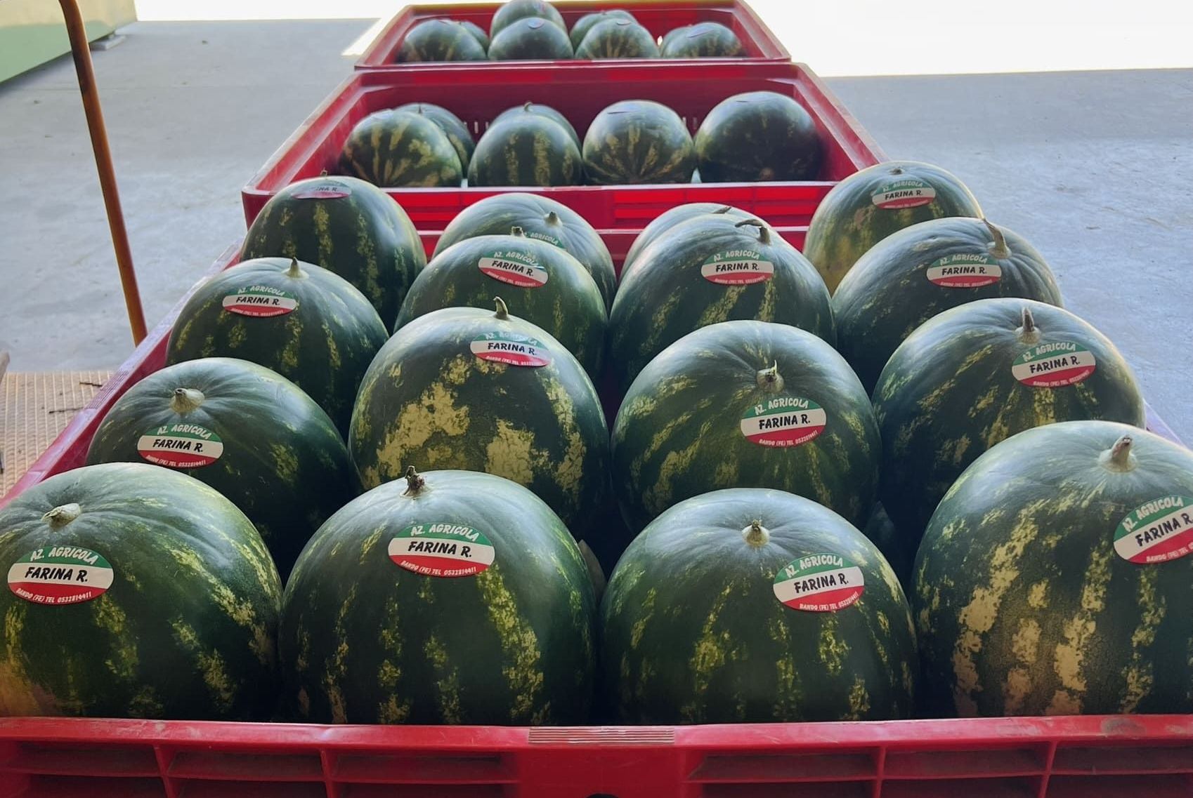 coltivazione angurie