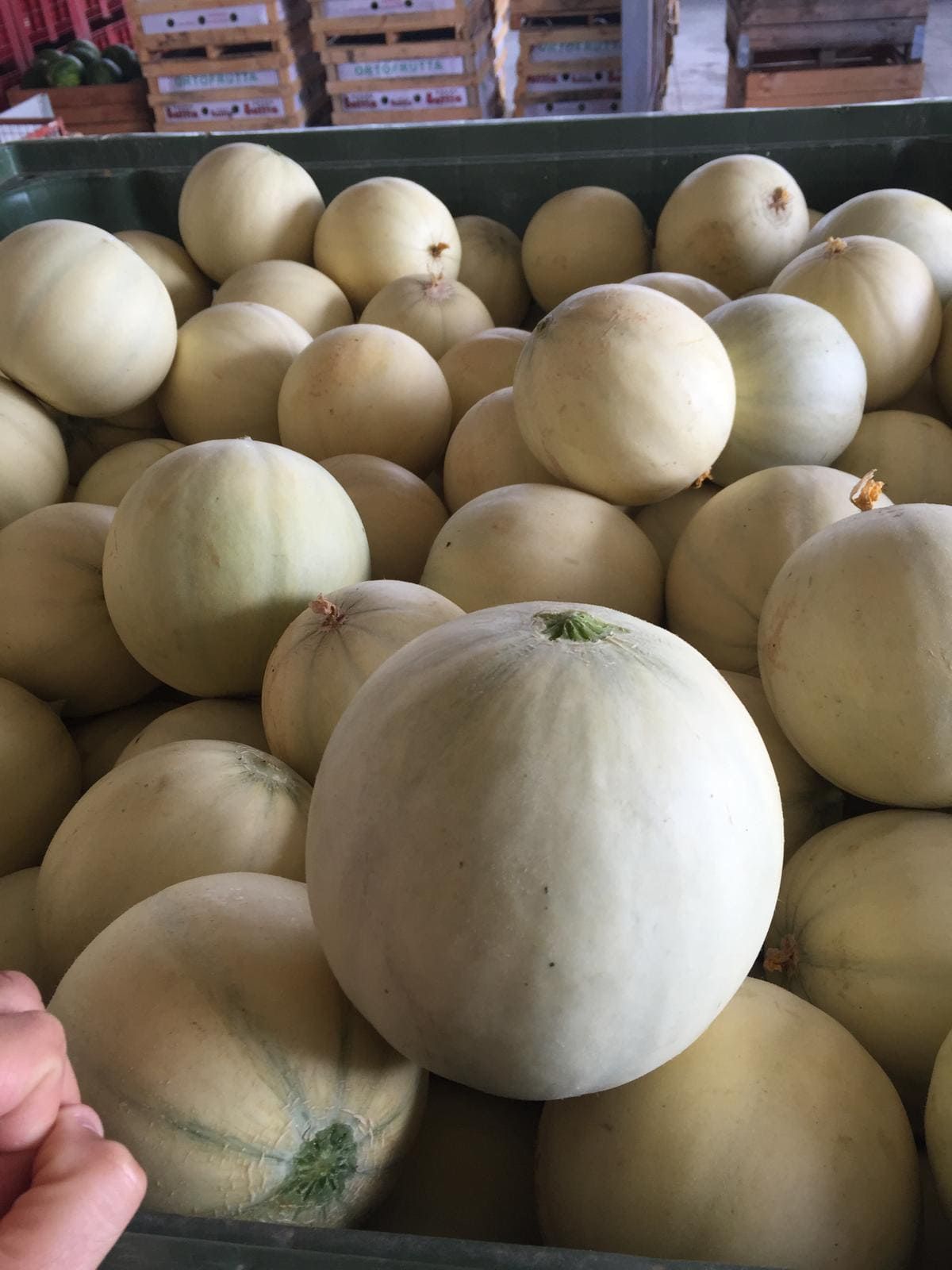 meloni