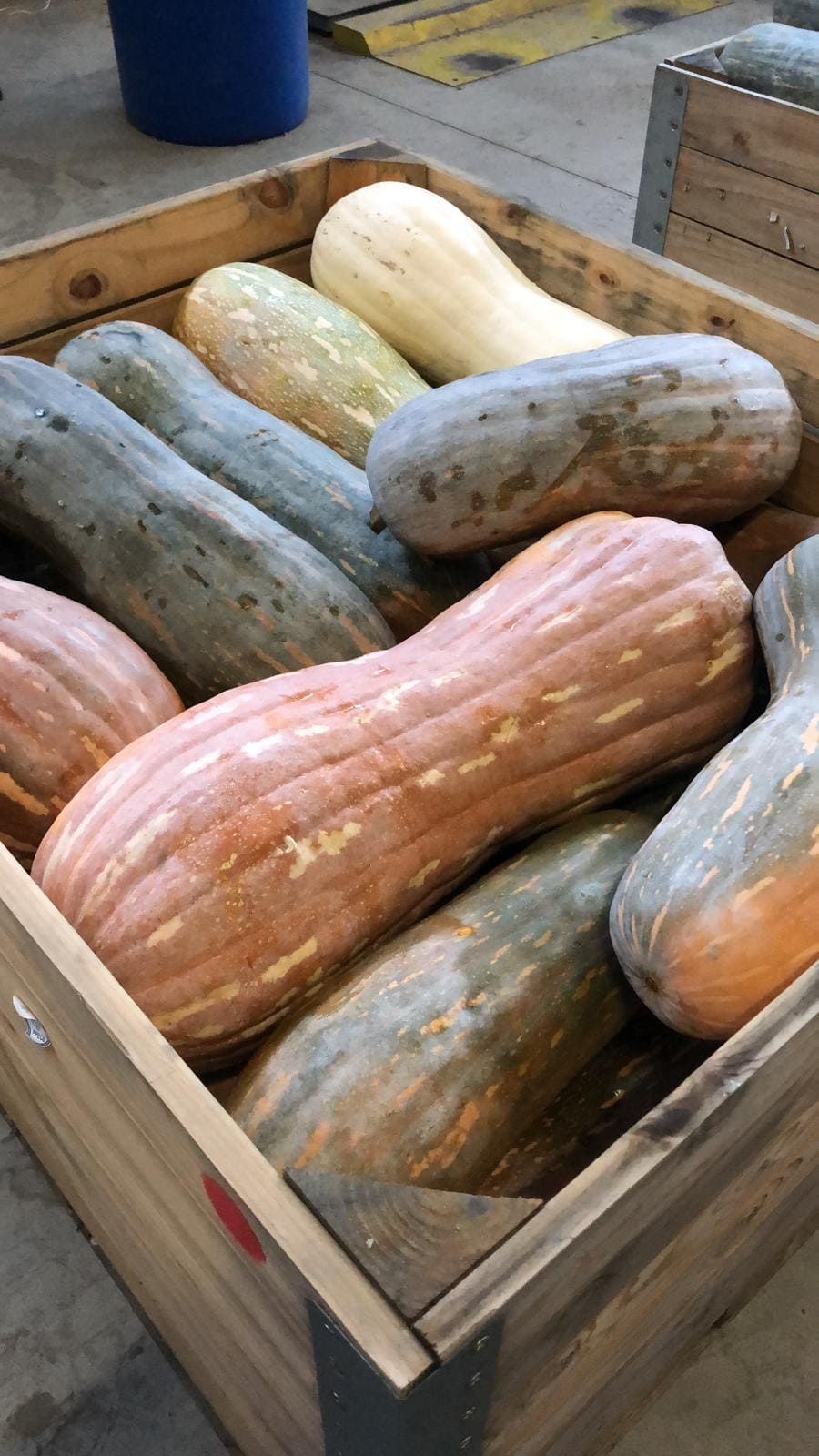 zucche