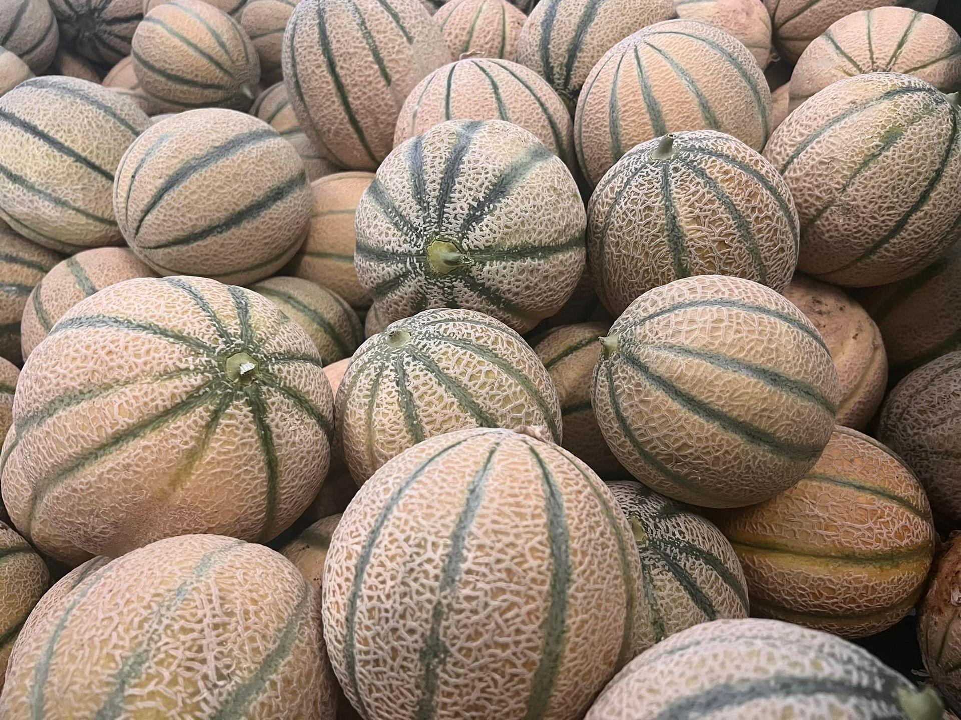 meloni