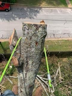 A person is standing on top of a tree stump.