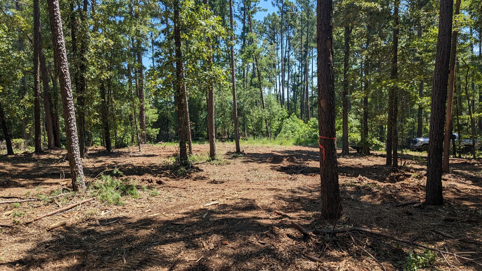 A forest with lots of trees and leaves on the ground