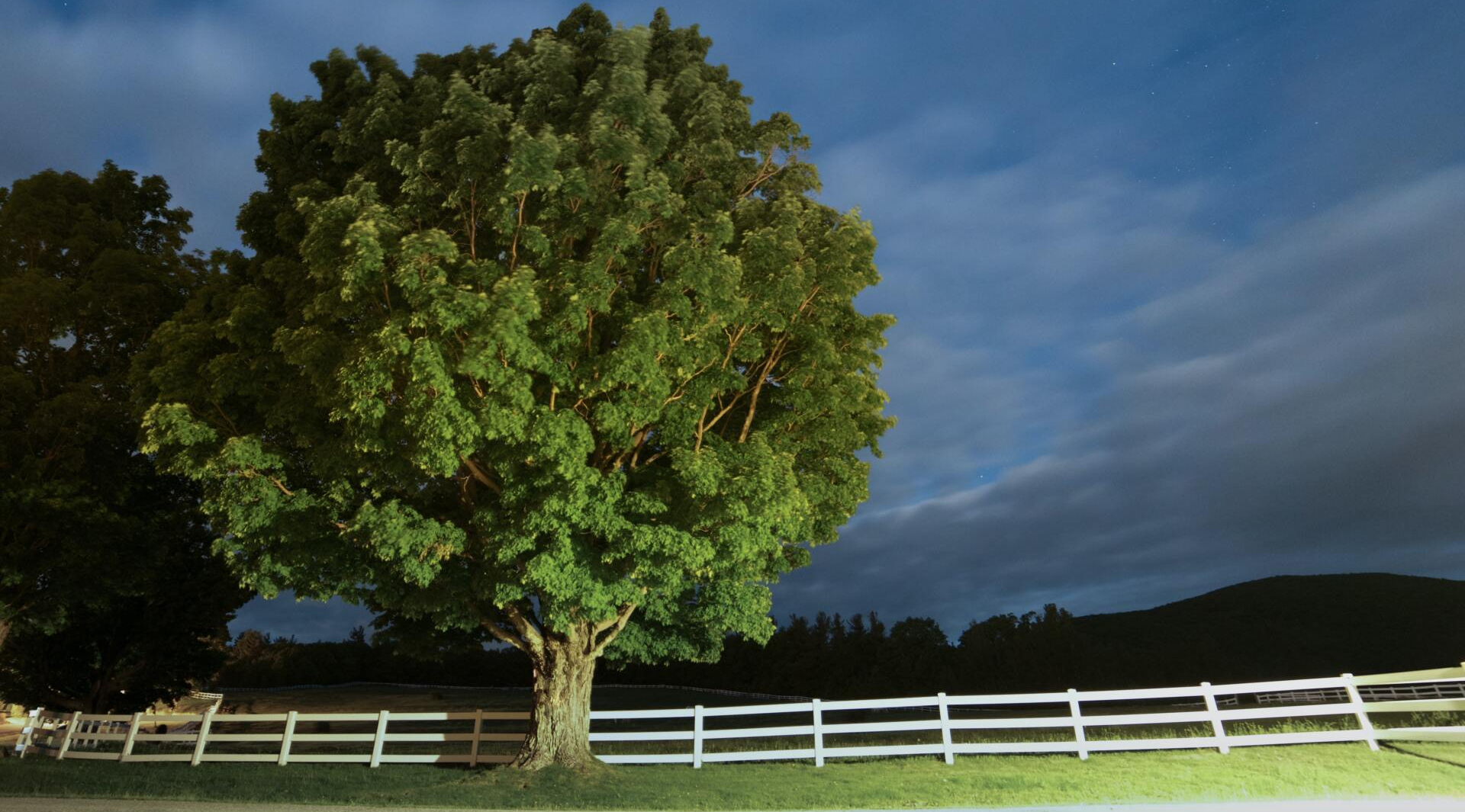 Large tree lit at night, white fence, field, and blue-grey sky.