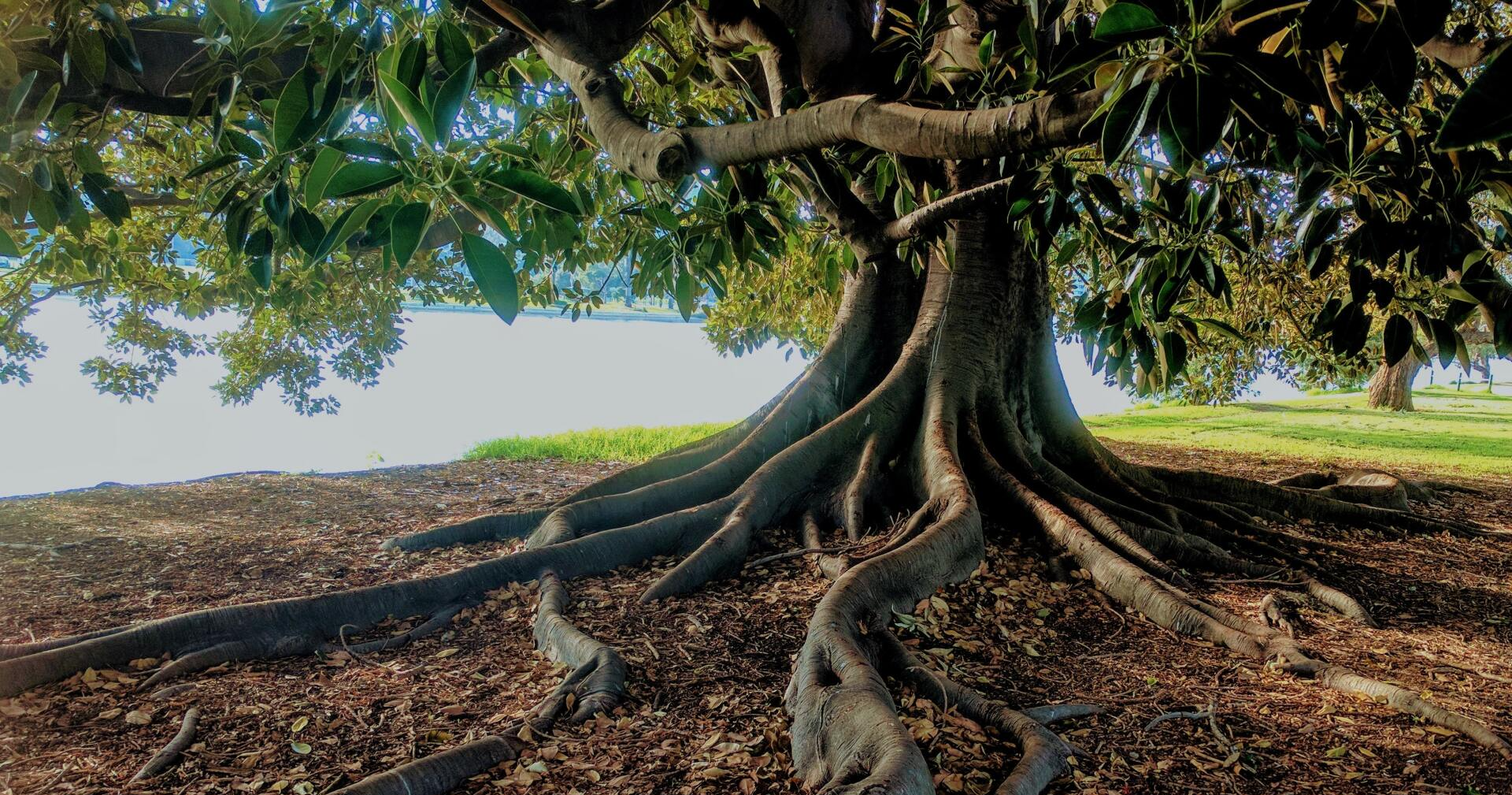 Large tree with exposed roots on a brown leaf-covered ground, overlooking a body of water.