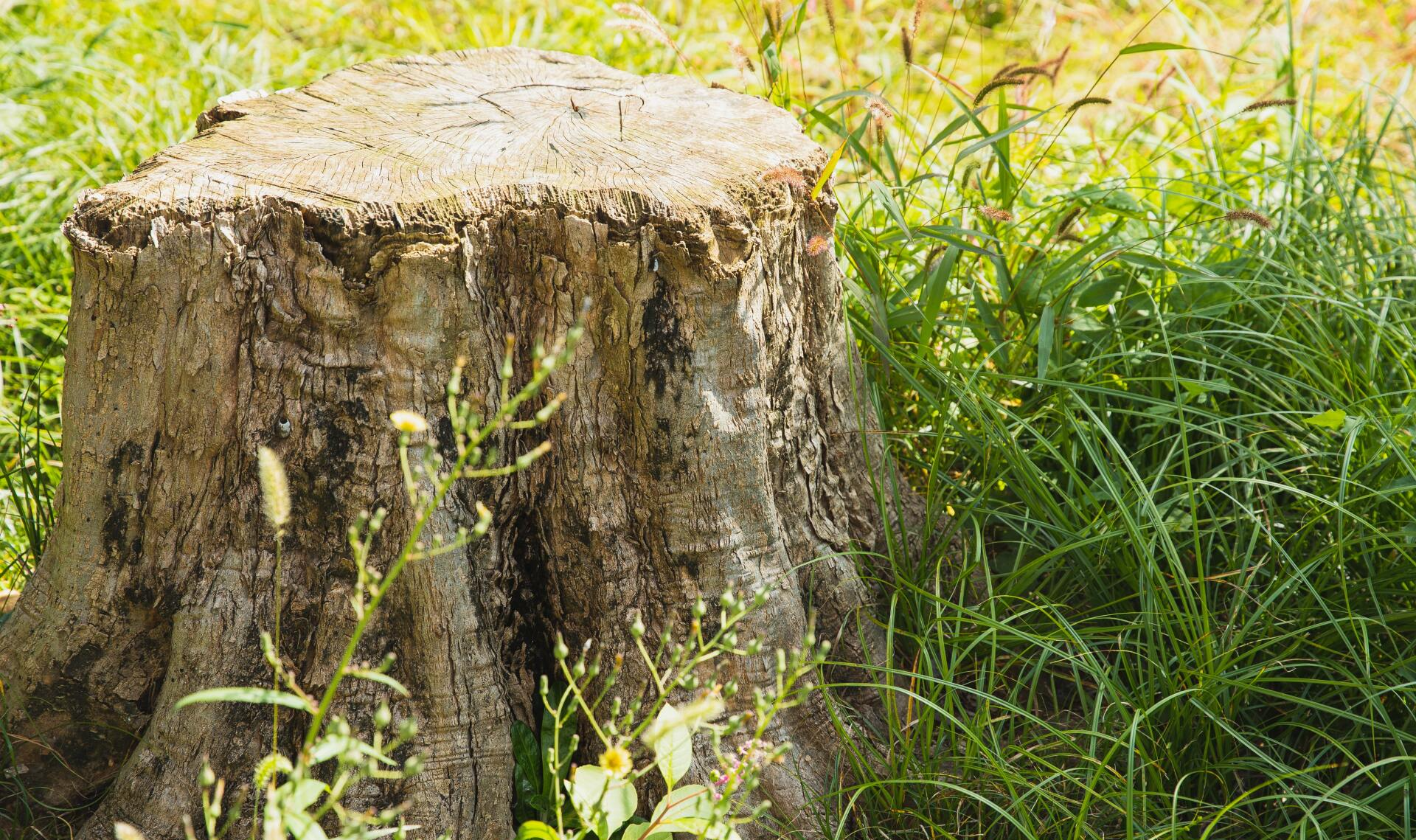 Tree stump in grassy field, sunlight.