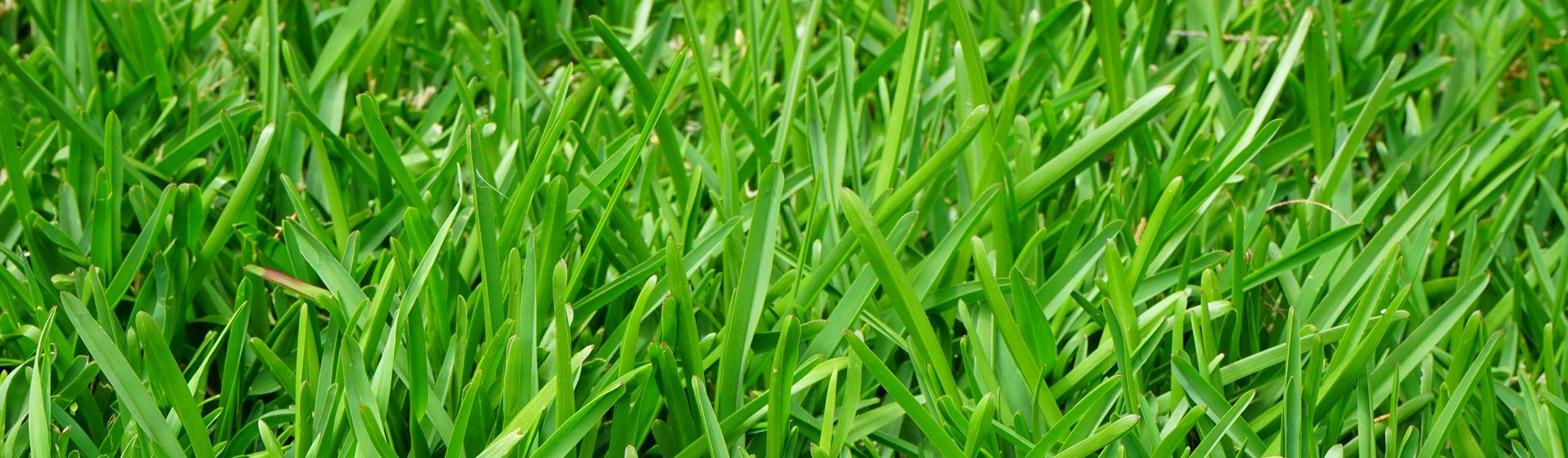 Close-up of vibrant green grass, blades of varying lengths and thickness.