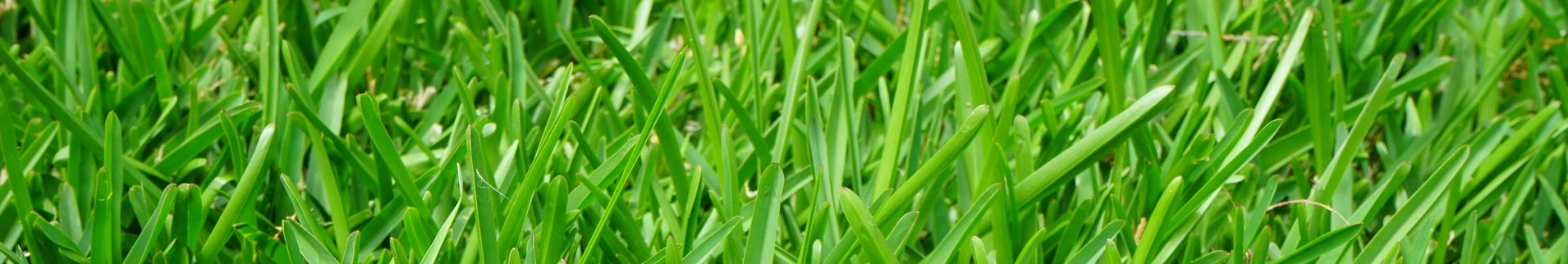 Close-up of vibrant green grass, blades of varying lengths and thickness.