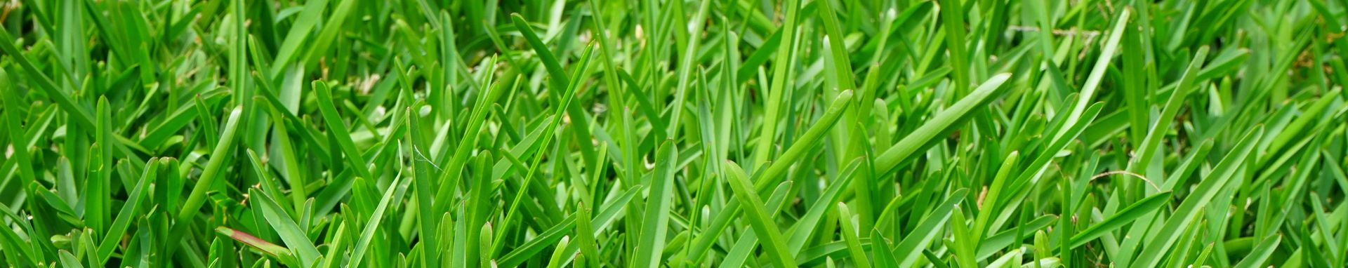 Close-up of vibrant green grass, blades overlapping, creating a lush, textured surface.