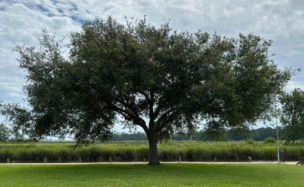 Tree trimming by Taylor Tree Co