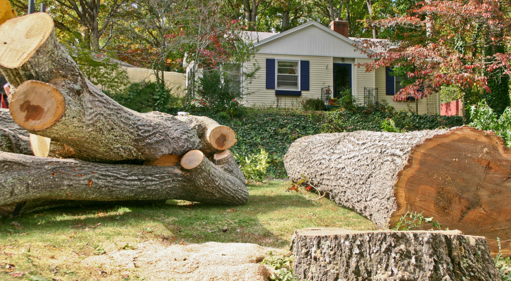 Tree Removal -Taylor Tree Co