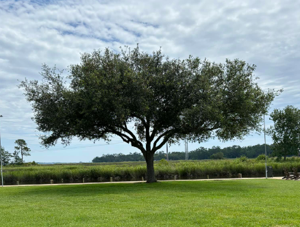 Professional tree trimming