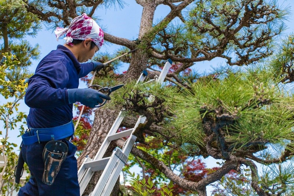 How Often Should You Have Your Trees Trimmed?