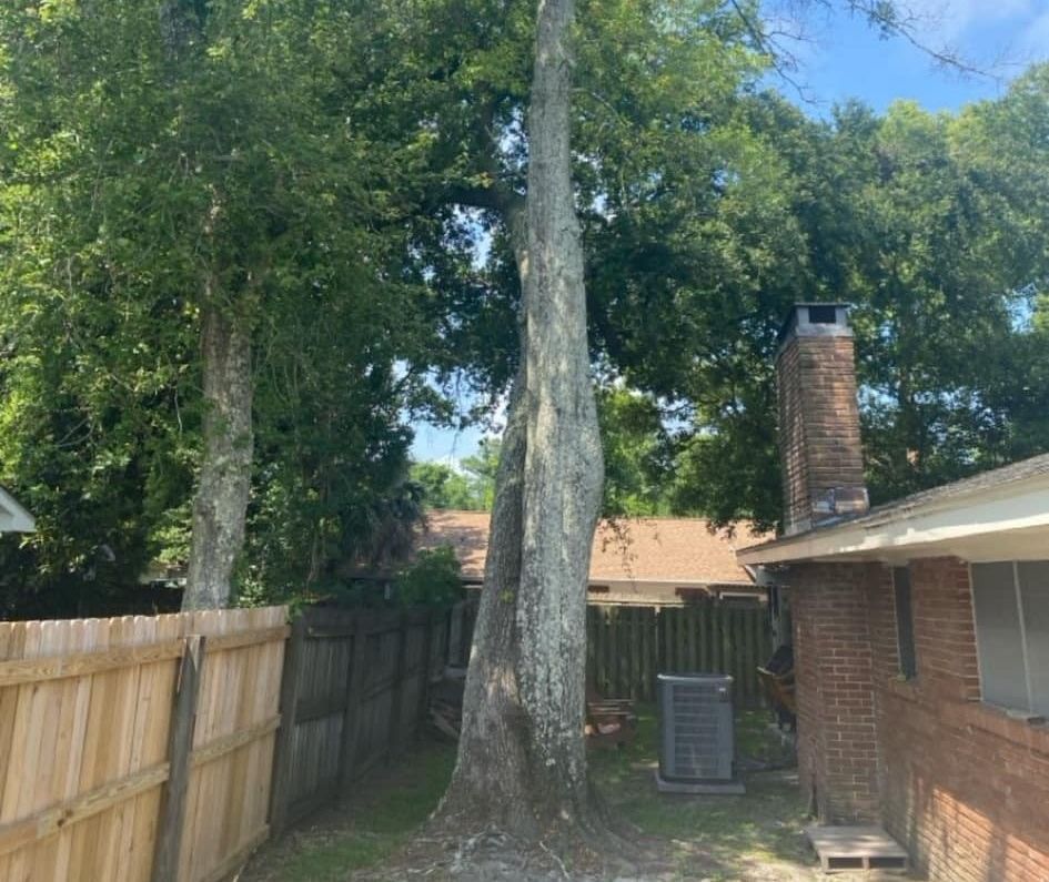 tree removal before