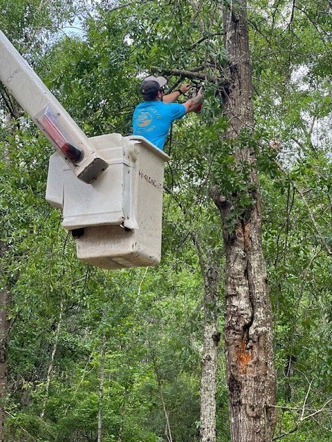 Man pruning a tree | Tree Pruning Services