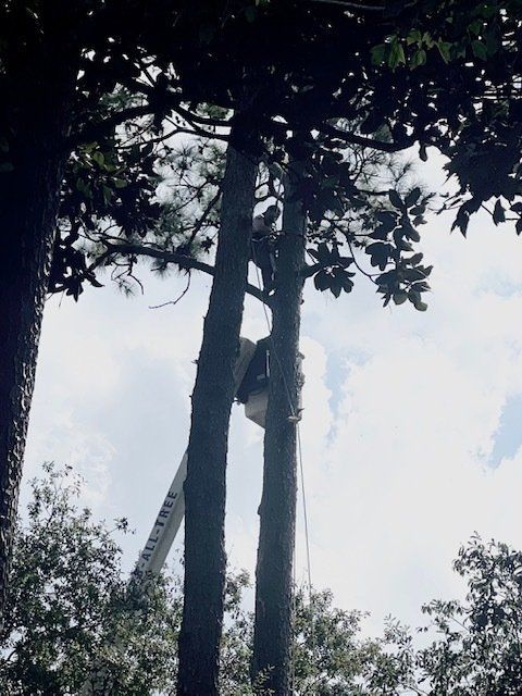 Man climbing a tree using a crane | Tree Removal