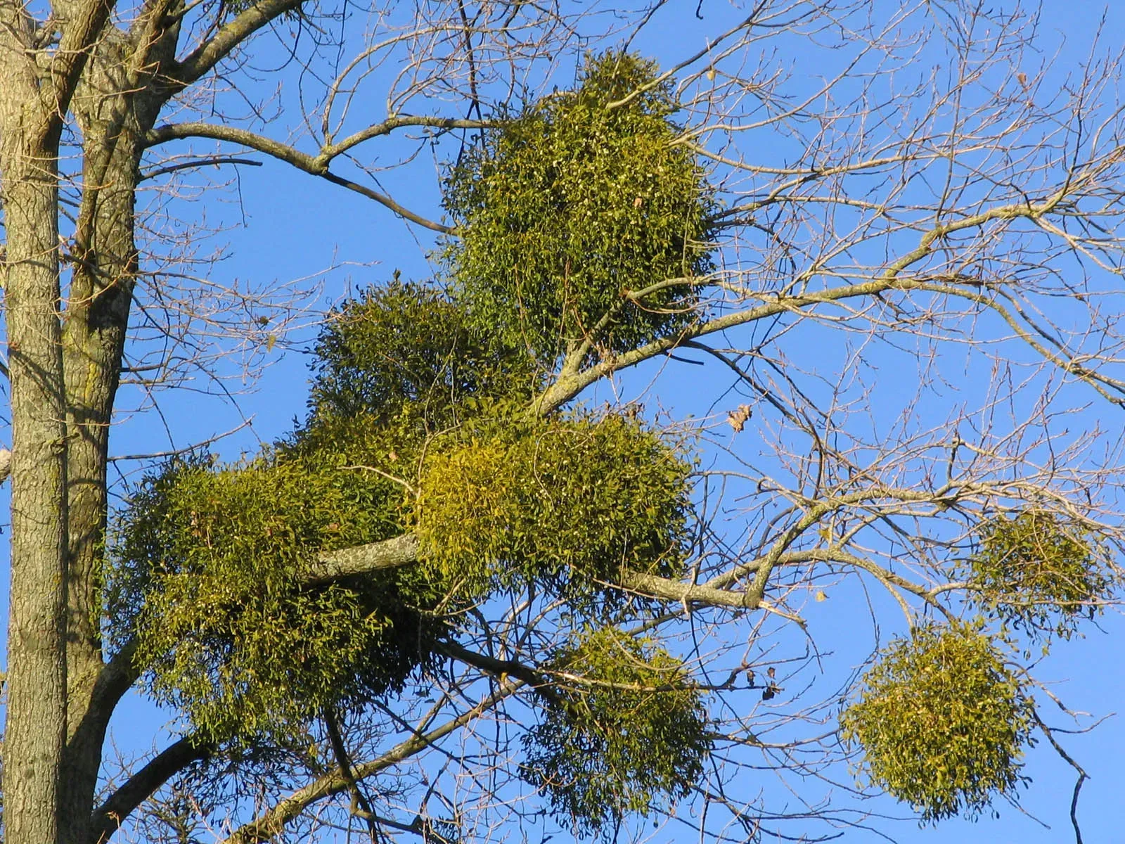 Mistletoe growing on a tall tree | Tree Rot Treatment