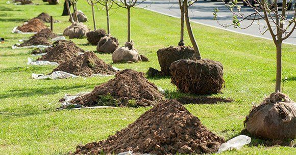 A row of trees sitting on top of piles of dirt on a lush green lawn.