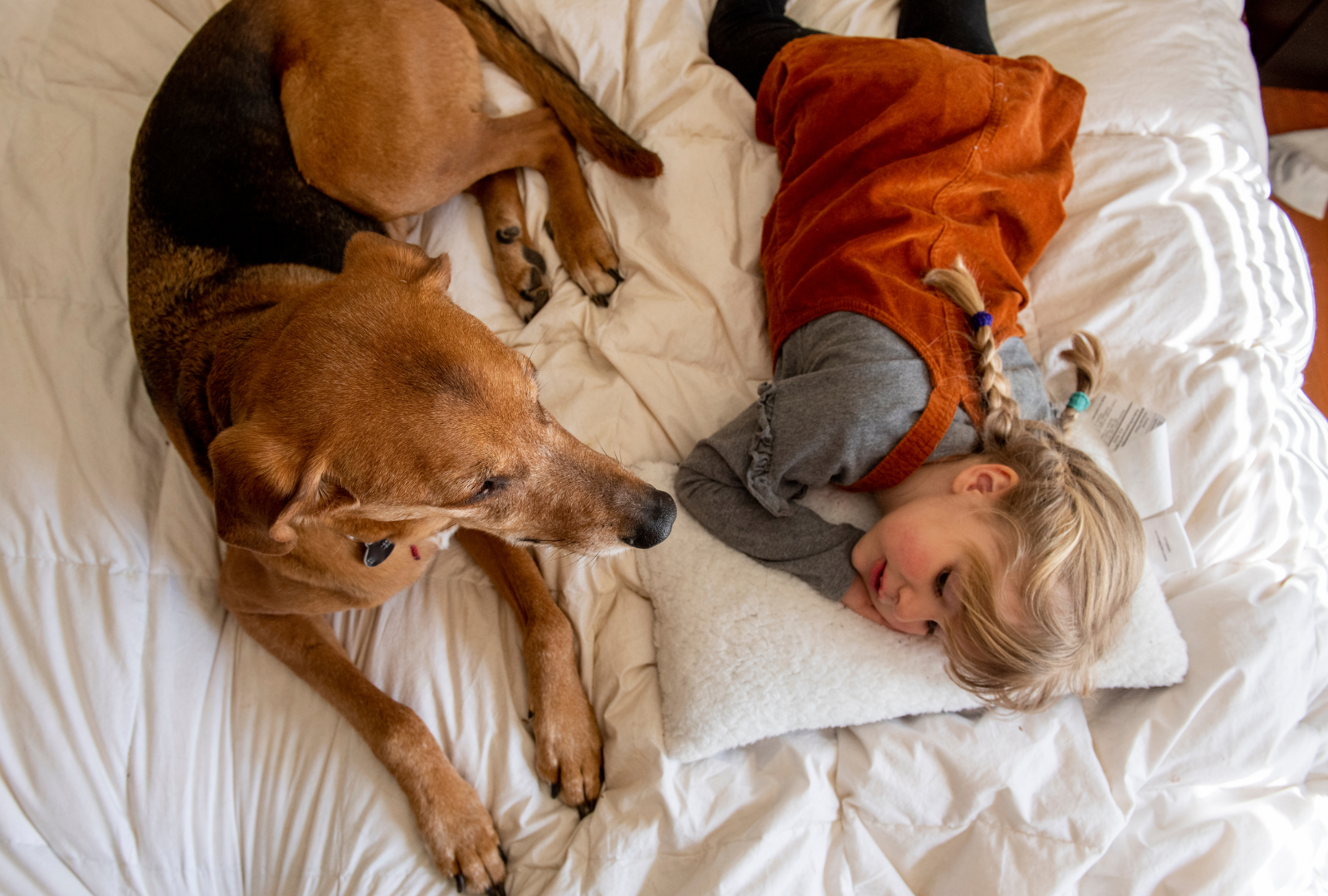 pets