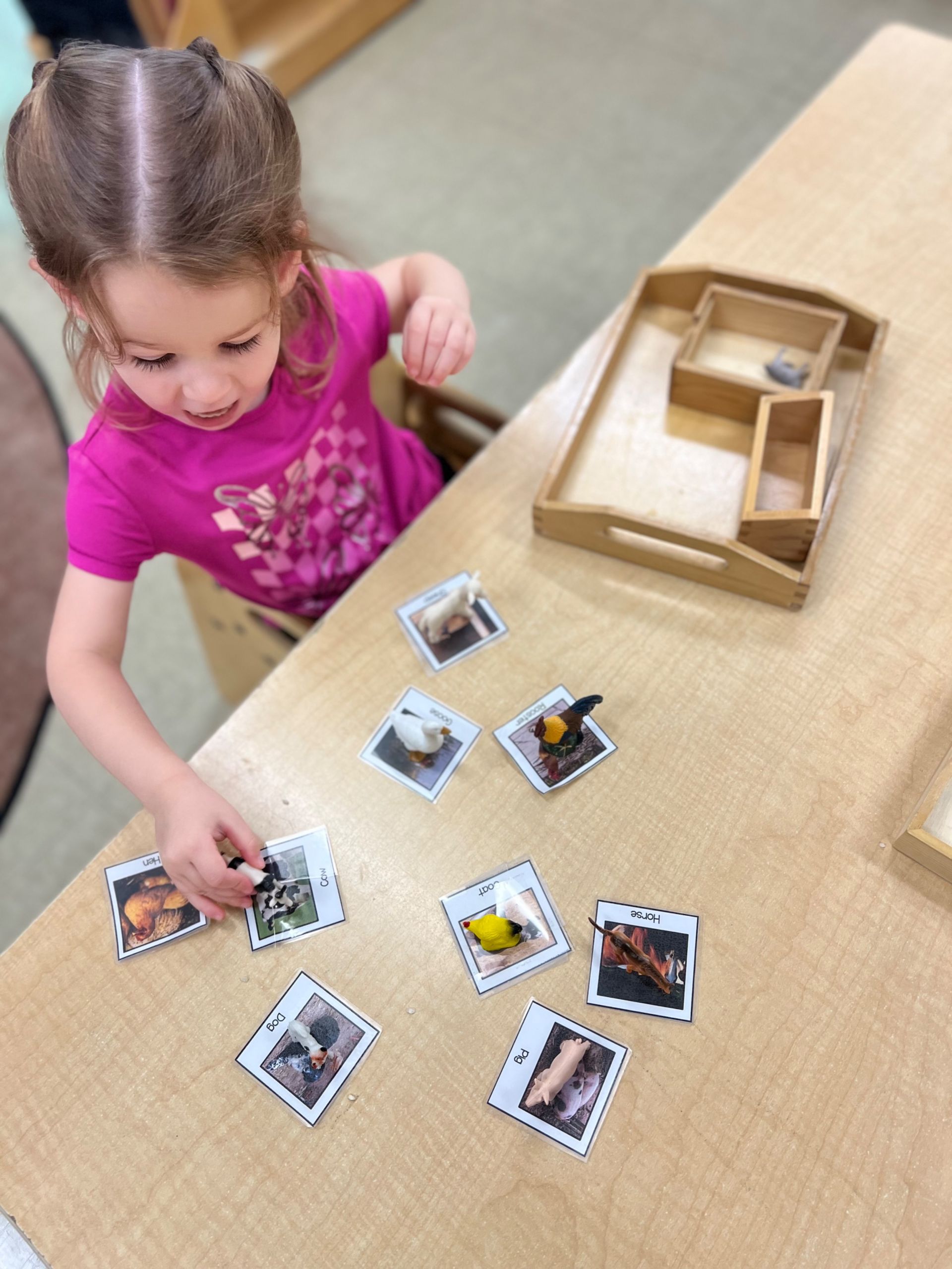 montessori child working with animal activity